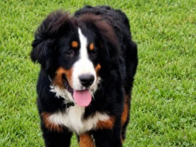 IKC Registered male Bernese Mountain Dog puppy 7 months old in Meath – Loving Home Wanted
